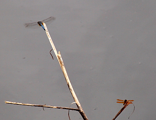 [At the end of a white colored stick is a blue dragonfly with its wings slightly blurred. On a lower, darker branch is a much smaller brown dragonfly with orange wings.]